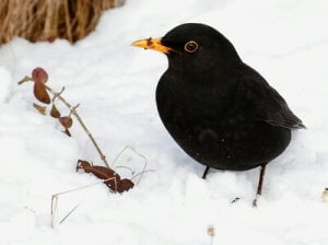 amsel im winter