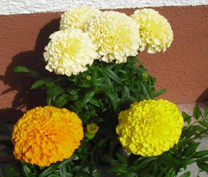 gefüllte Tagetes