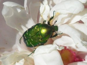 rosenkäfer